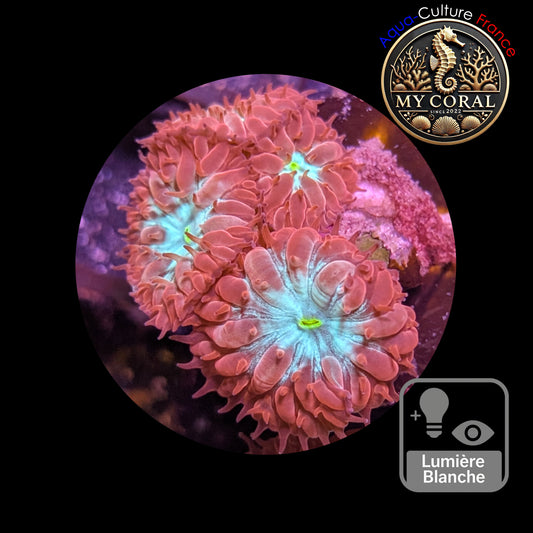 Blastomussa de Culture WYSIWYG - Pink & Green  - BMPG101