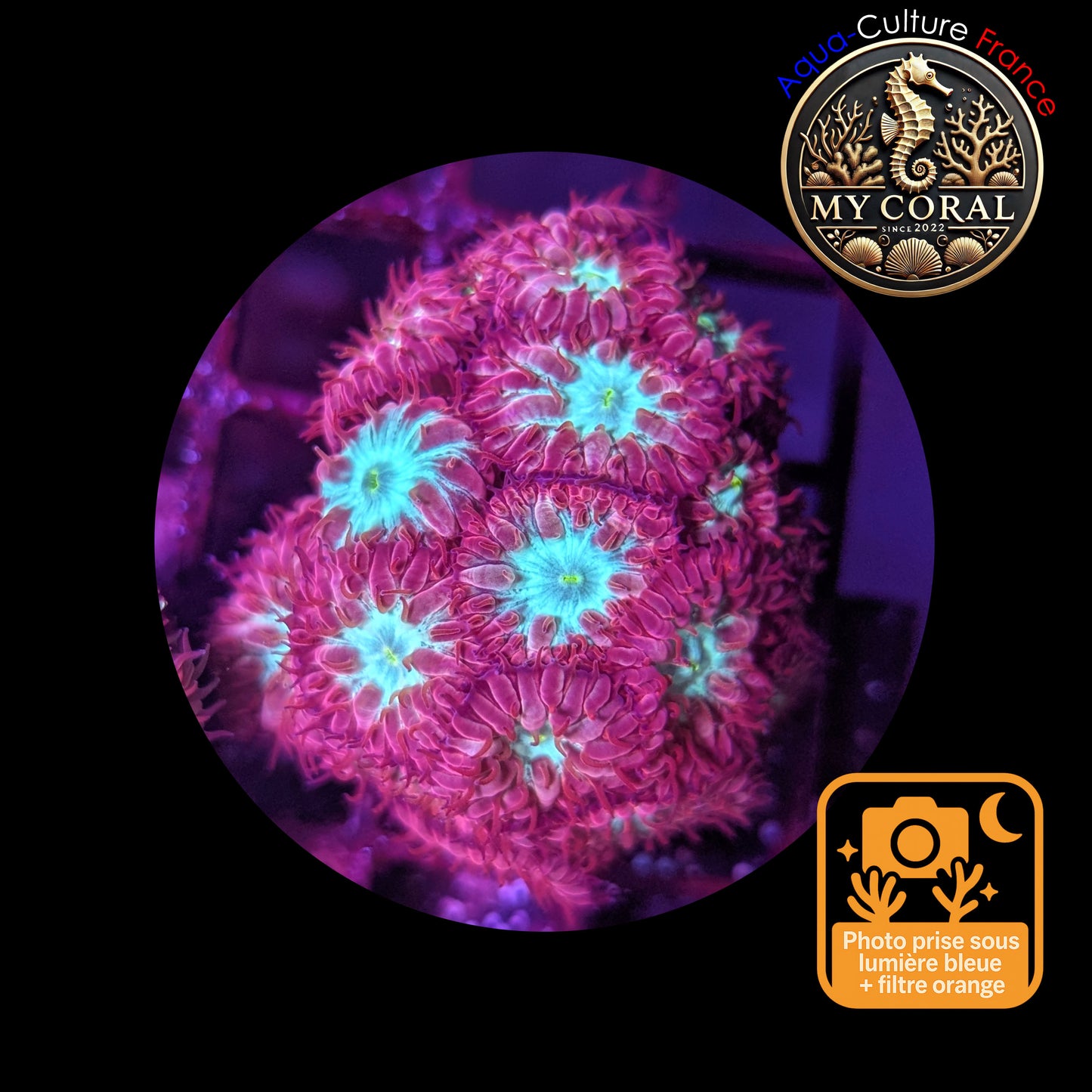 Blastomussa de Culture WYSIWYG - Pink & Green  -Colonie - BMPG103