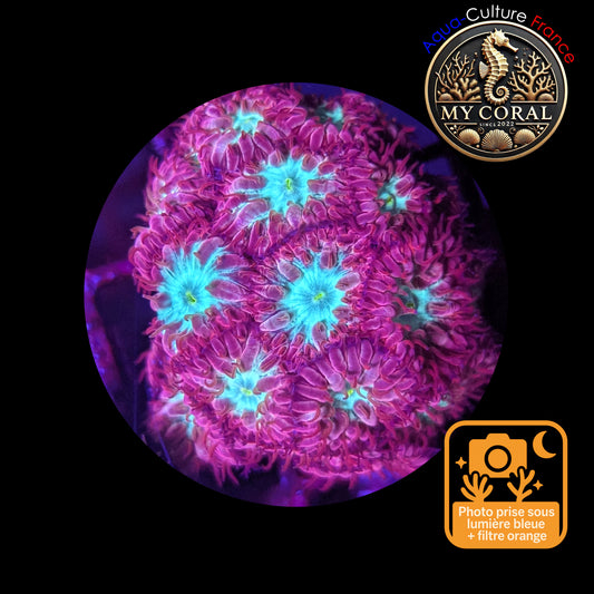 Blastomussa de Culture WYSIWYG - Pink & Green  -Colonie - BMPG103