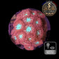 Blastomussa de Culture WYSIWYG - Pink & Green  -Colonie - BMPG103