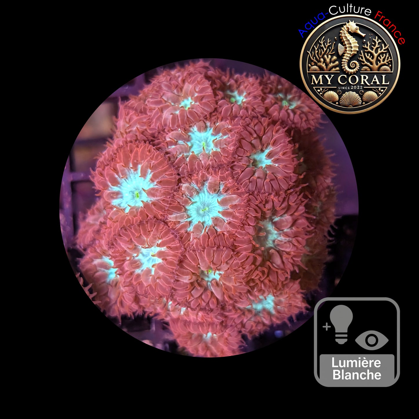 Blastomussa de Culture WYSIWYG - Pink & Green  -Colonie - BMPG103