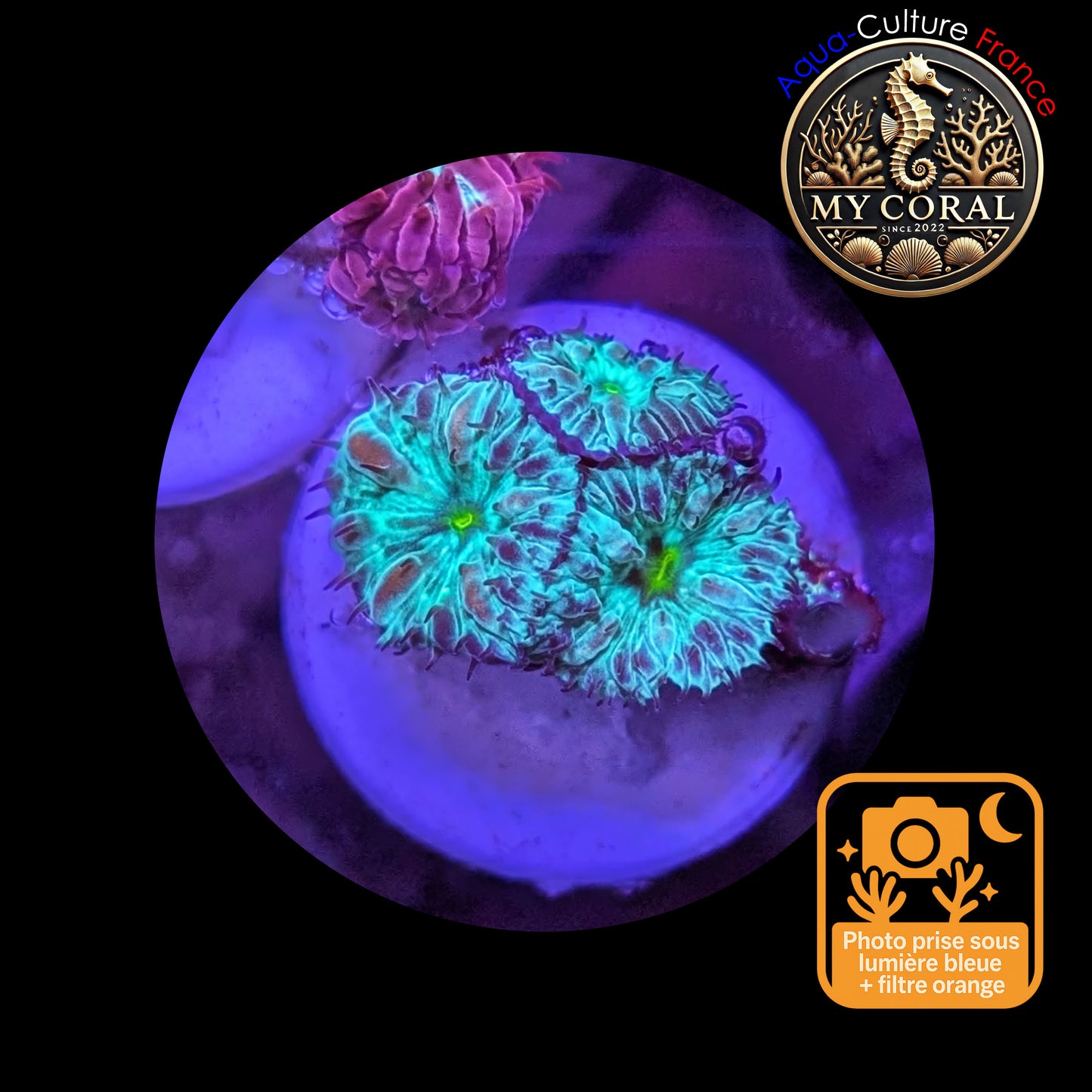 Blastomussa de Culture WYSIWYG - Green Joker Merletti  - BMGJ102