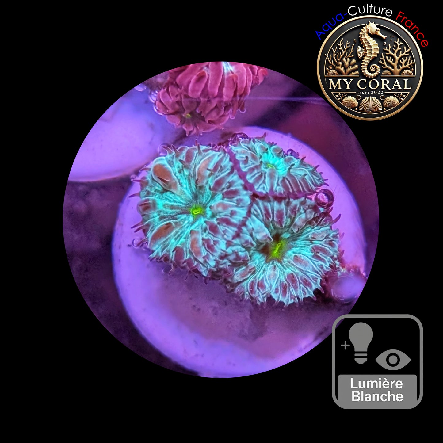 Blastomussa de Culture WYSIWYG - Green Joker Merletti  - BMGJ102