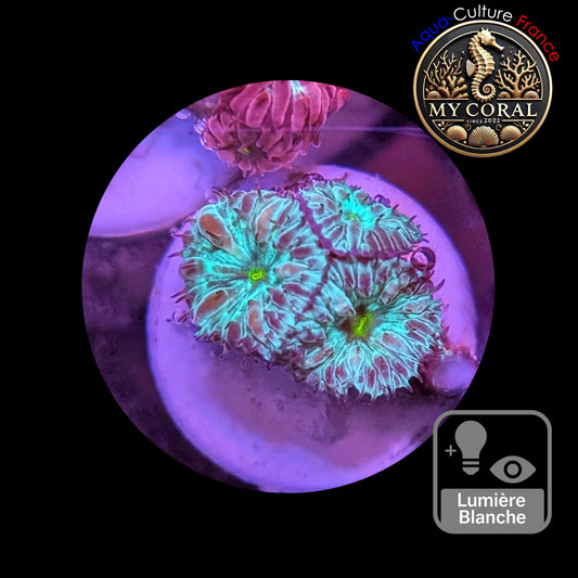 Blastomussa de Culture WYSIWYG - Green Joker Merletti  - BMGJ102