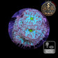 Blastomussa de Culture WYSIWYG - Green Joker Merletti  - BMGJ101