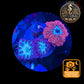 Blastomussa de Culture WYSIWYG - Pink & Green  - Mixte DUO- BMPG104