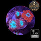 Blastomussa de Culture WYSIWYG - Pink & Green  - Mixte DUO- BMPG104