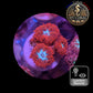 Blastomussa de Culture WYSIWYG - Ice & Fire  - BMIF103