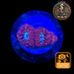 Blastomussa de Culture WYSIWYG - Ice & Fire  - BMIF101