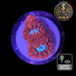 Blastomussa de Culture WYSIWYG - Ice & Fire  - BMIF101