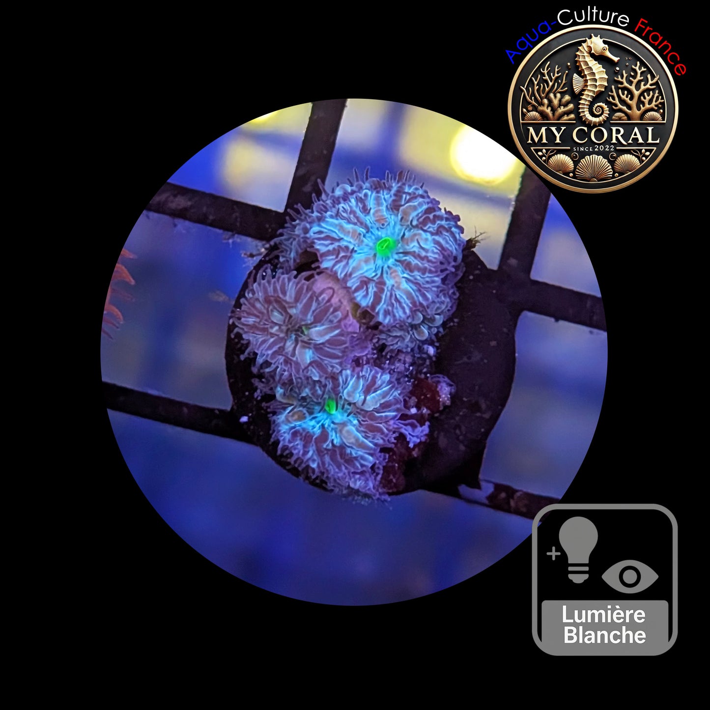 Blastomussa de Culture WYSIWYG - Green Joker - BMGJ118