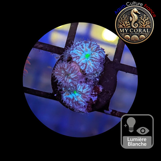 Blastomussa de Culture WYSIWYG - Green Joker - BMGJ118