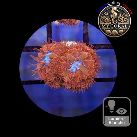 Blastomussa de Culture WYSIWYG - Ice & Fire  - BMIF110