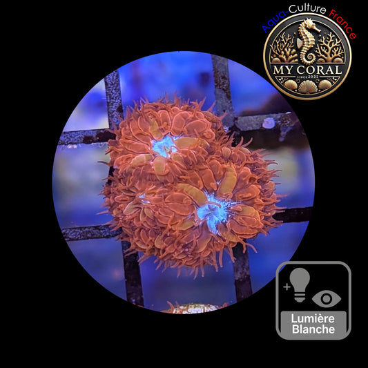 Blastomussa de Culture WYSIWYG - Ice & Fire  - BMIF111