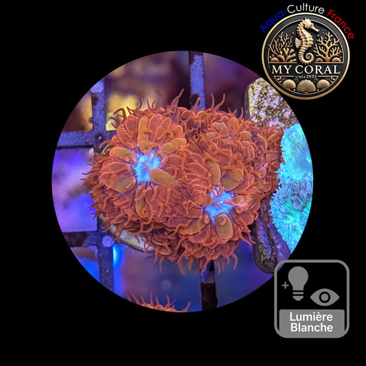 Blastomussa de Culture WYSIWYG - Ice & Fire  - BMIF114