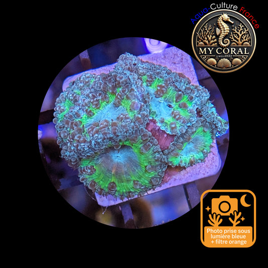 Blastomussa de Culture WYSIWYG - Ice Green Wellsi  - BWIGJ101