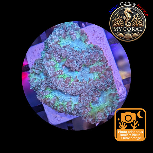 Blastomussa de Culture WYSIWYG - Ice Green Wellsi  - BWIGJ102