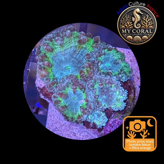 Blastomussa de Culture WYSIWYG - Ice Green Wellsi  - BWIGJ103