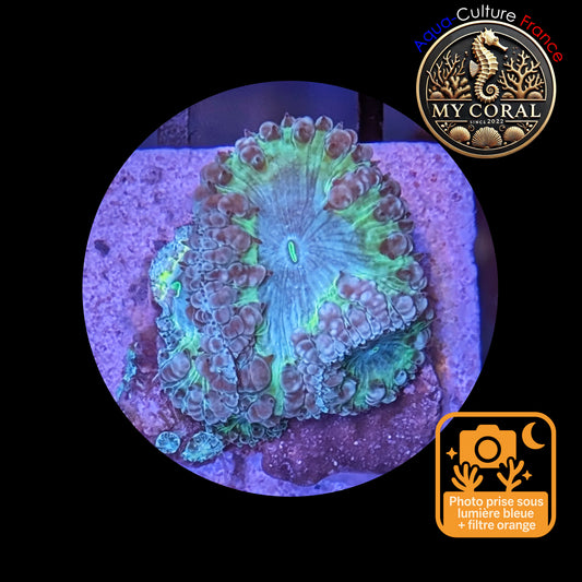 Blastomussa de Culture WYSIWYG - Ice Green Wellsi  - BWIGJ104