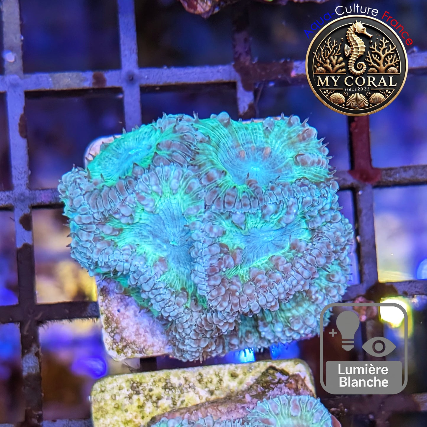 Blastomussa de Culture WYSIWYG -Blue ICE Wellsi  - BWIGJ110