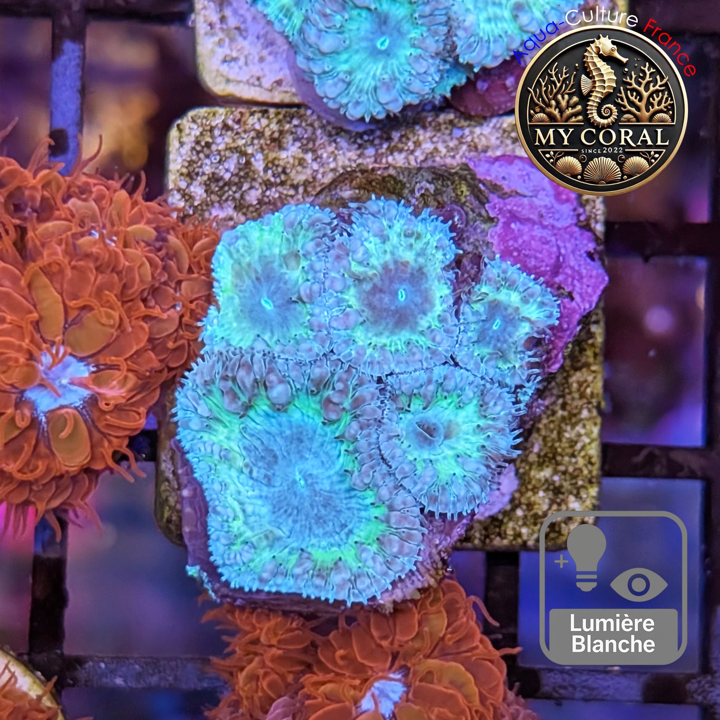 Blastomussa de Culture WYSIWYG -Blue ICE Wellsi  - BWIGJ112