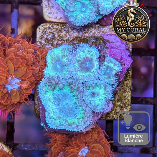 Blastomussa de Culture WYSIWYG -Blue ICE Wellsi  - BWIGJ112