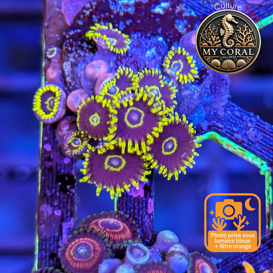 Zoanthus de Culture WYSIWYG - Blue Hornet - ZBHT210