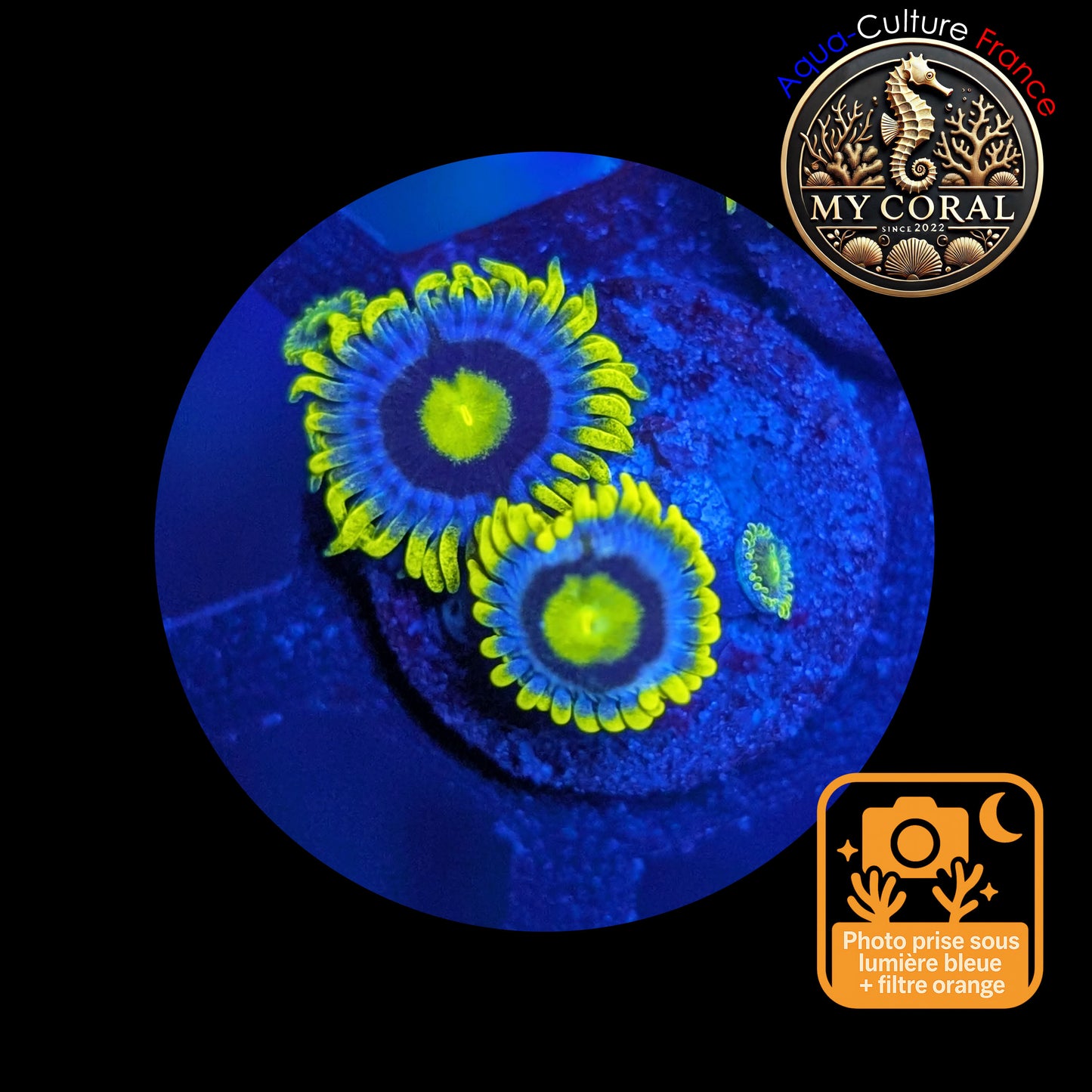 Zoanthus de Culture WYSIWYG - BLUEBERRY PIE - ZBP102