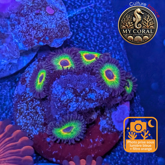 Zoanthus de Culture WYSIWYG - BOB MARLEY - ZBM105