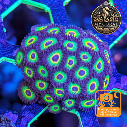 Zoanthus de Culture WYSIWYG - BOB MARLEY - ZBM103