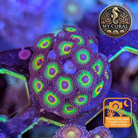 Zoanthus de Culture WYSIWYG - BOB MARLEY - ZBM104
