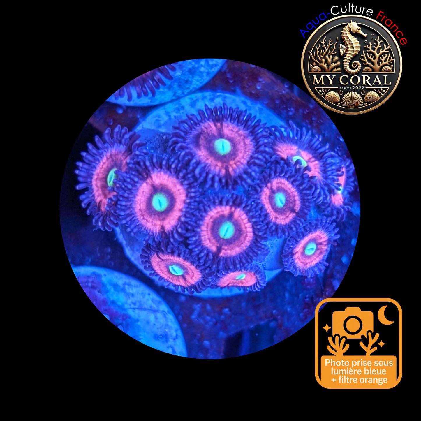 Zoanthus de Culture WYSIWYG - CATS EYES - ZCE103