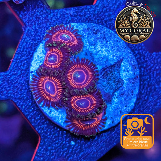Zoanthus de Culture WYSIWYG - CANDY CRUSH - ZCC106