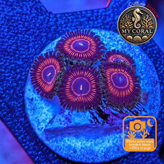 Zoanthus de Culture WYSIWYG - CANDY CRUSH - ZCC107