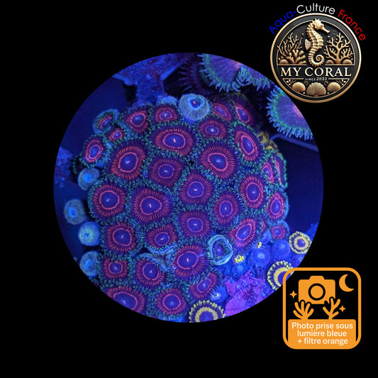 Zoanthus de Culture WYSIWYG - CANDY CRUSH - ZCC101 Mini Colonie