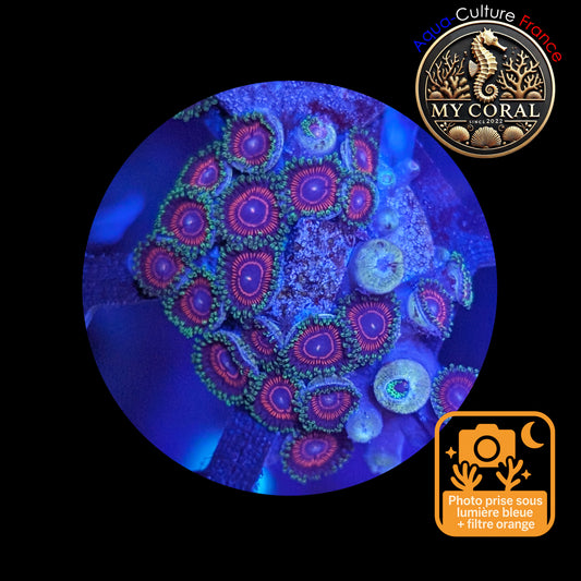 Zoanthus de Culture WYSIWYG - CANDY CRUSH - ZCC103 Mini Colonie