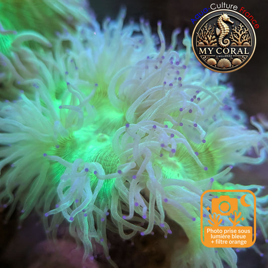 Catalaphyllia WYSIWYG- DE JARDINEI - COLLECTOR - CTPV202