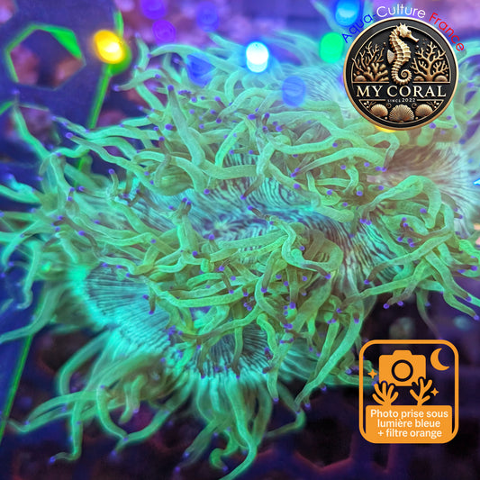 Catalaphyllia de Mariculture WYSIWYG- DE JARDINEI - Pointe violette - CTPV100