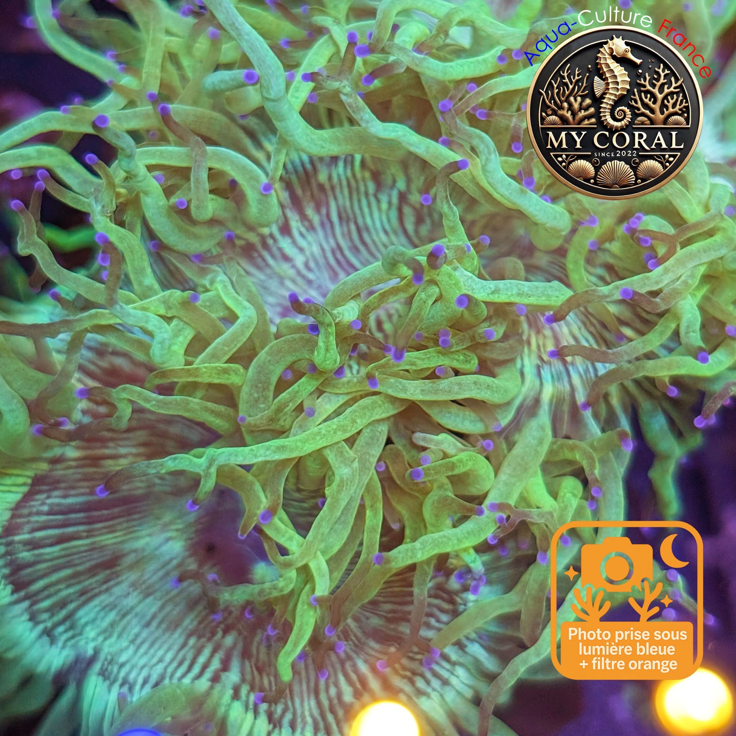 Catalaphyllia de Mariculture WYSIWYG- DE JARDINEI - Pointe violette - CTPV100