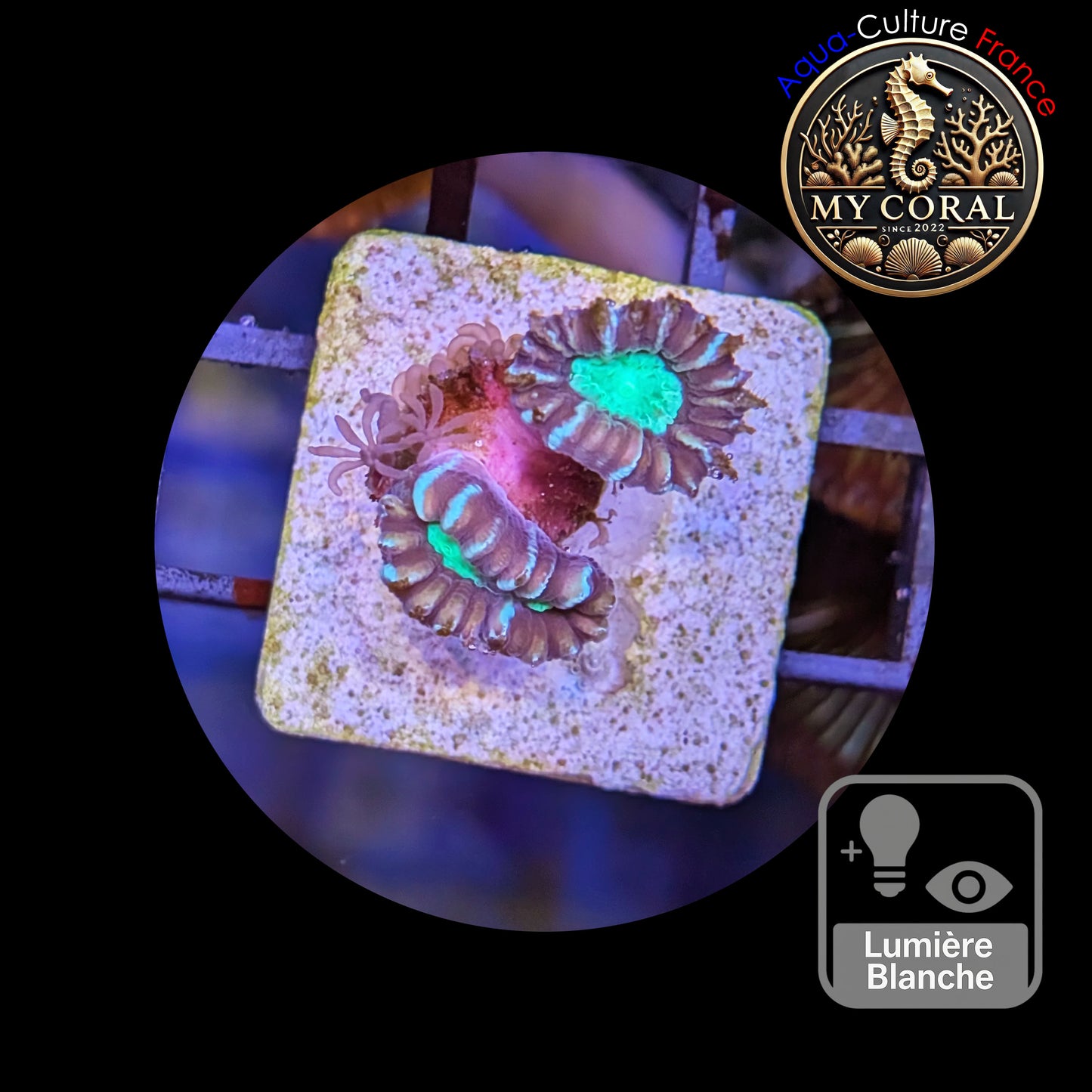 Coraux de Culture LPS - Caulastrea Furcata Bicolor CFB003