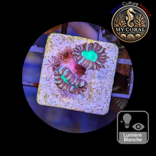 Coraux de Culture LPS - Caulastrea Furcata Bicolor CFB003