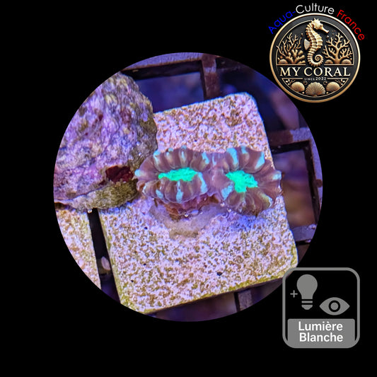 Coraux de Culture LPS - Caulastrea Furcata Bicolor CFB004