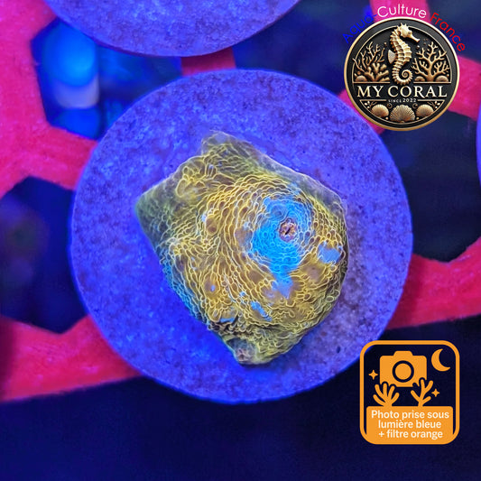 Echinophyllia de Culture WYSIWYG - Katar Orenji- ECKO101