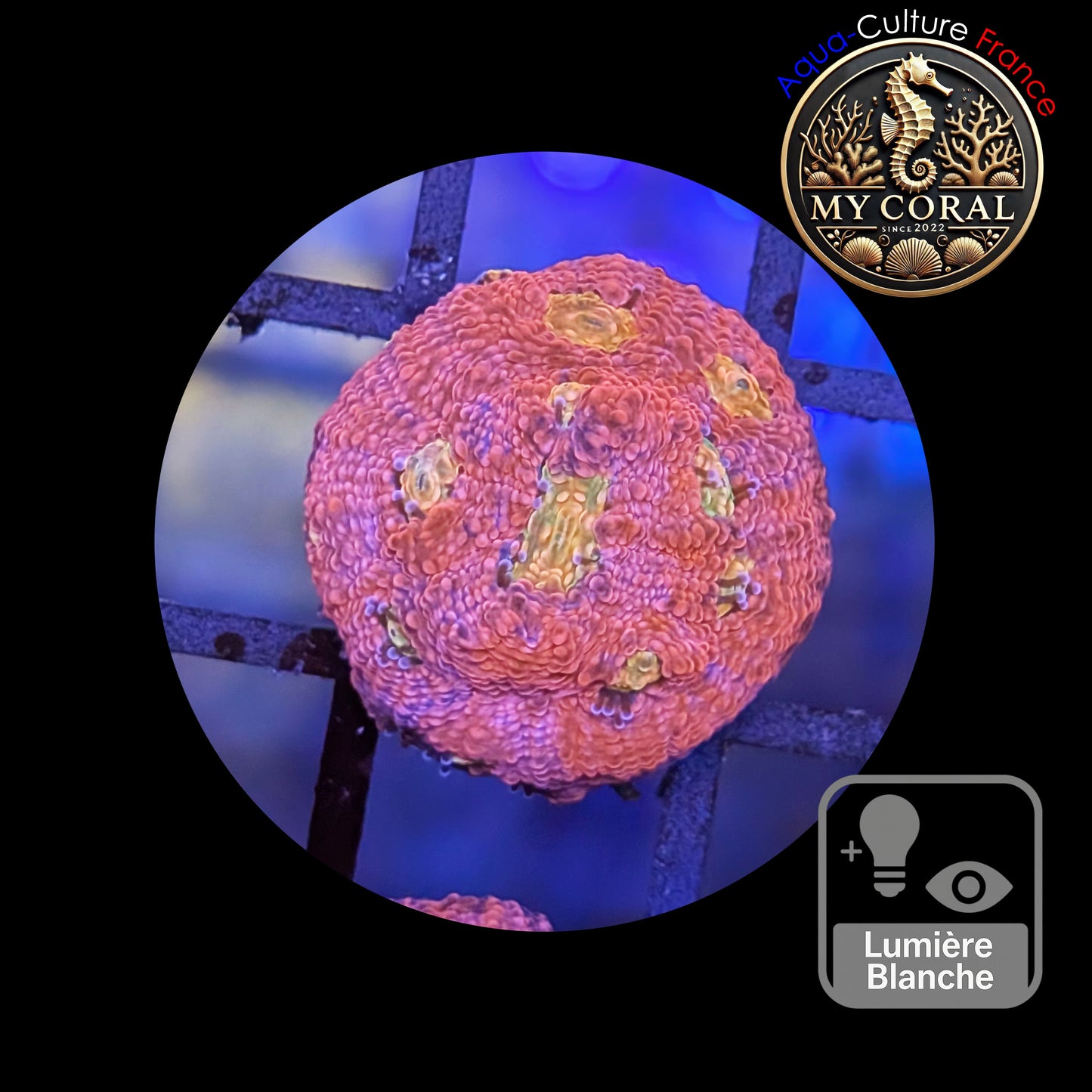 Echinophyllia de Culture WYSIWYG - Pink Yellow Eye- ECPYE111