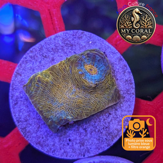 Echinophyllia de Culture WYSIWYG - Katar Orenji- ECKO102