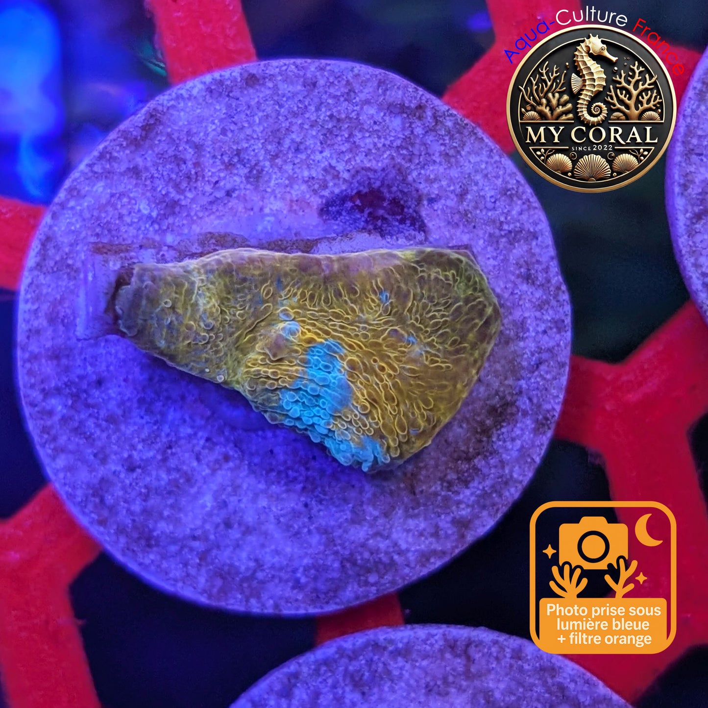 Echinophyllia de Culture WYSIWYG - Katar Orenji- ECKO103