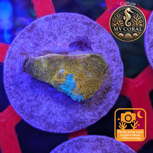 Echinophyllia de Culture WYSIWYG - Katar Orenji- ECKO103