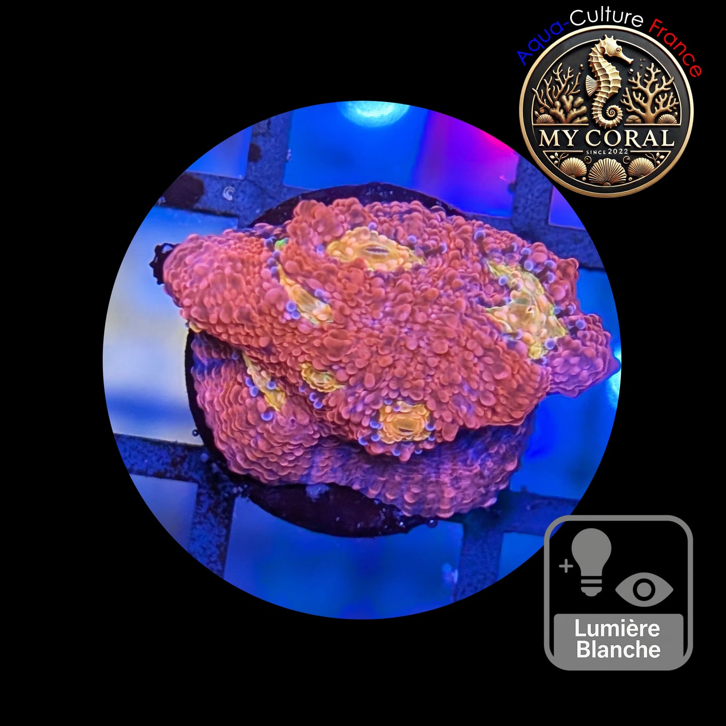 Echinophyllia de Culture WYSIWYG - Pink Yellow Eye- ECPYE112