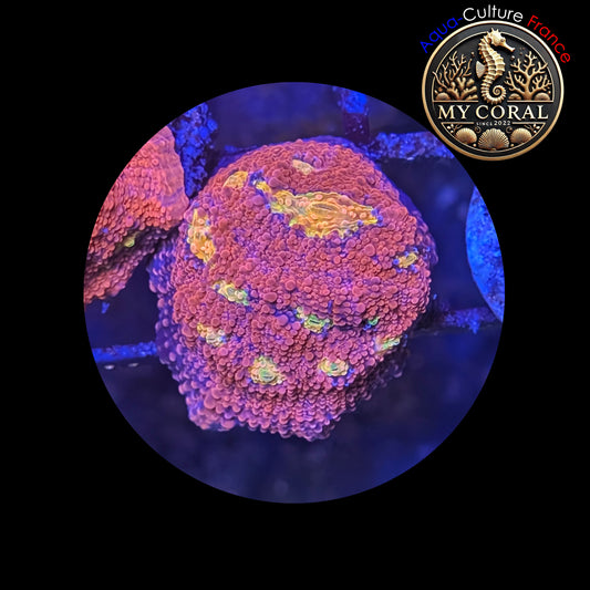 Echinophyllia de Culture WYSIWYG - Pink Yellow Eye- ECPYE202