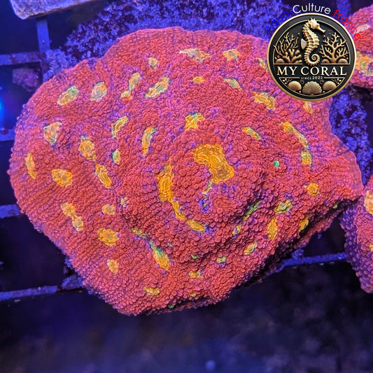 Echinophyllia de Culture WYSIWYG - Pink Yellow Eye - Colony Collector- ECPYE203